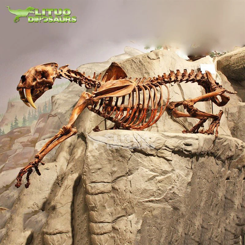 Sabertooth Tīģera skelets