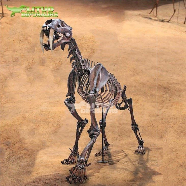 2Sabertooth Tiger Fossil(001)