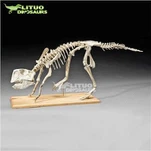 Psittacosaurus skelets