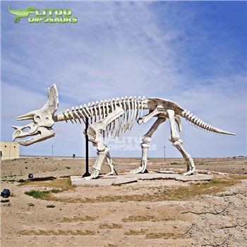 Triceratops skelets